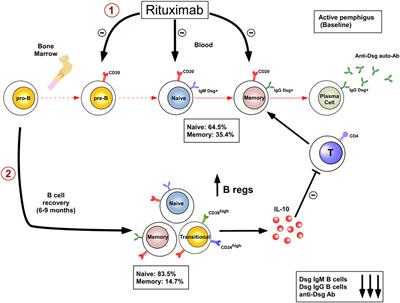 Frontiers | B Cell Modulation Strategies In Autoimmune Diseases: New ...